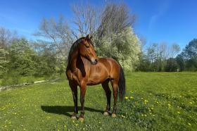 Sport-/Leisure facilities For Sale in Berg-Germersheim, Germany